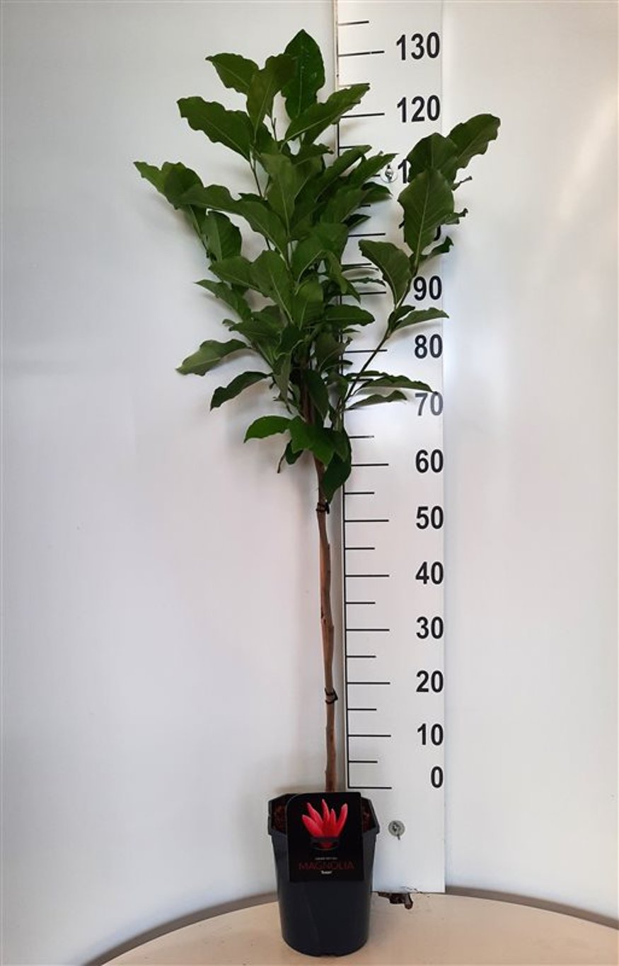 Magnolia 'Susan' - 60 CM Stem C5 - 2yr Crown